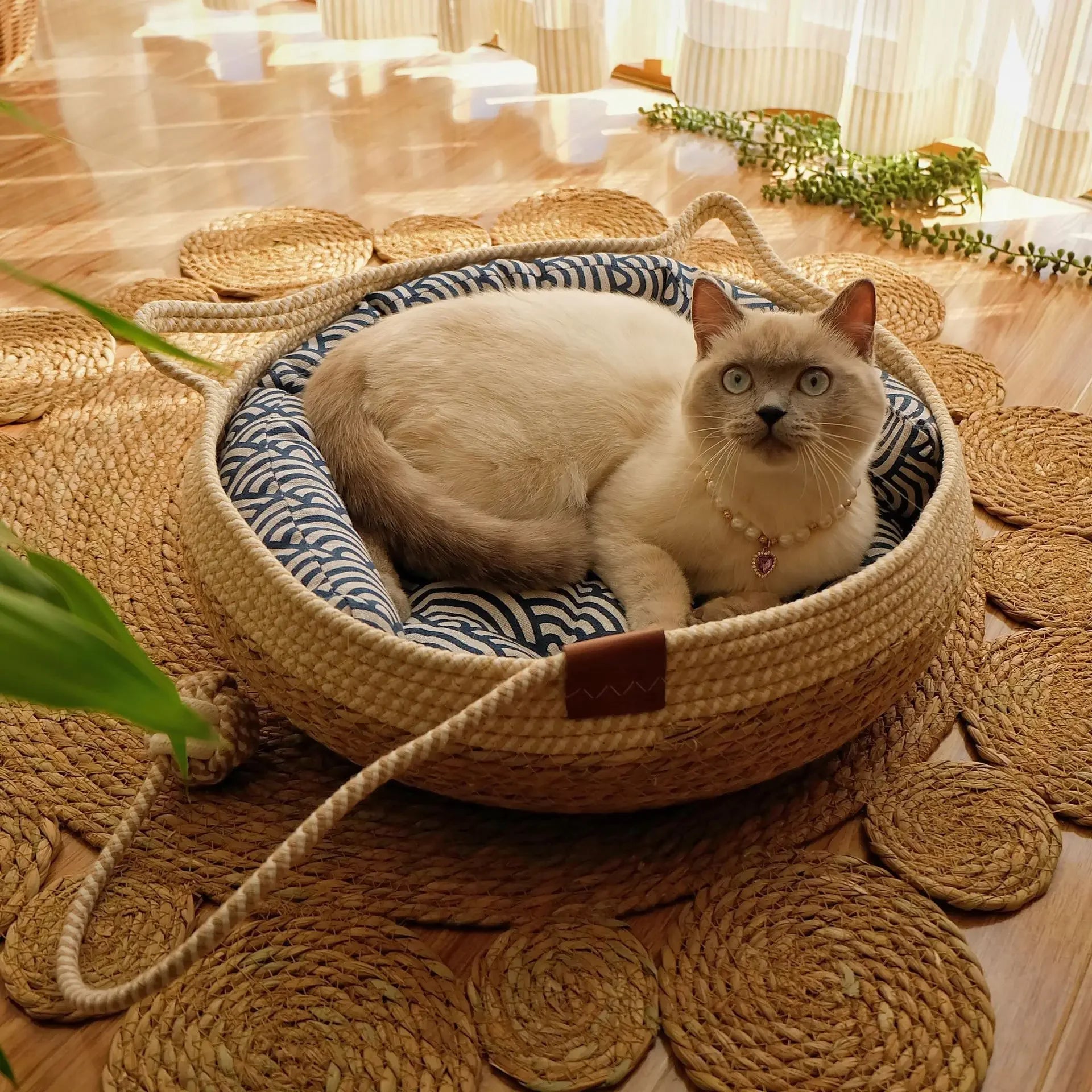 Cesta