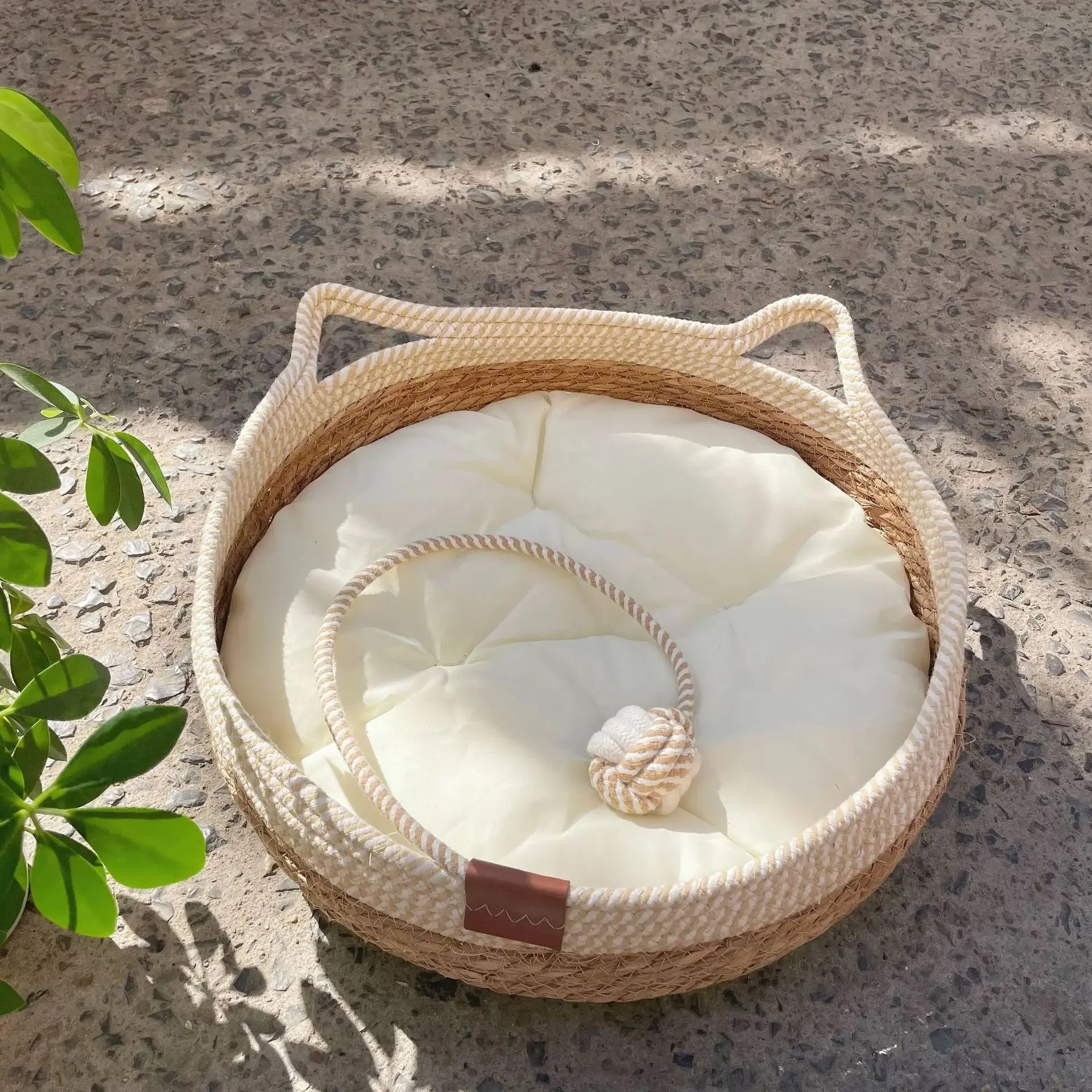 Cesta